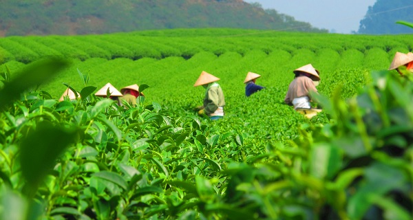 用科學說話春茶是否存在農藥超標問題？用農藥殘留速測儀一測究竟！