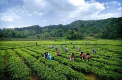 茶葉農殘快速檢測儀器檢測準不準